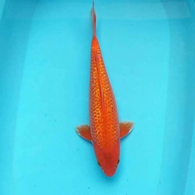 Karamel ginderin