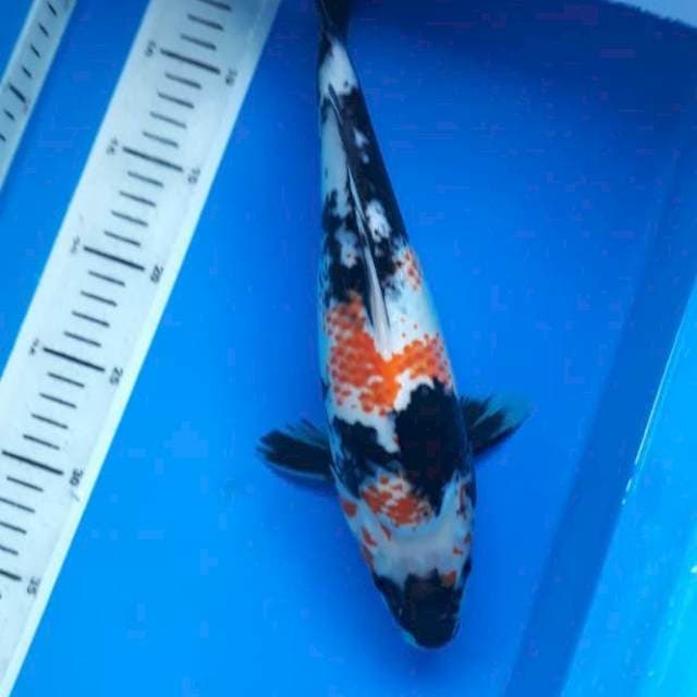 Kanoko showa female 33cm