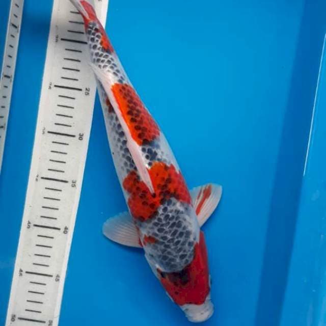 Goshiki 39 cm male