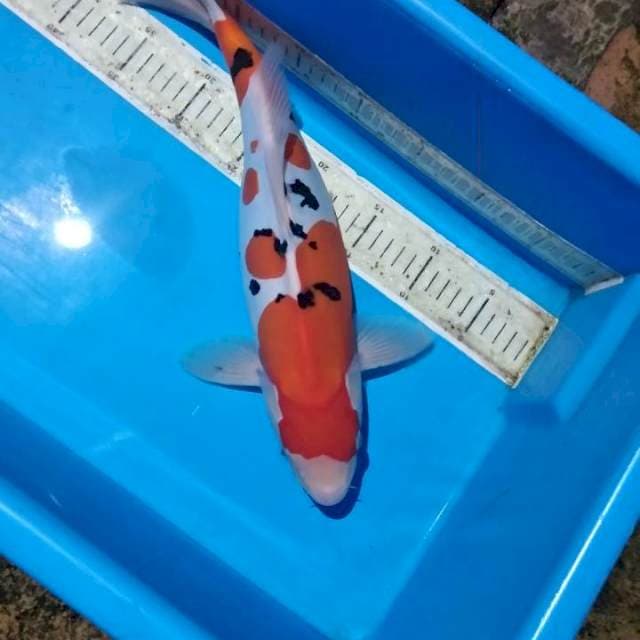 Sanke doitsu 40cm mulus
