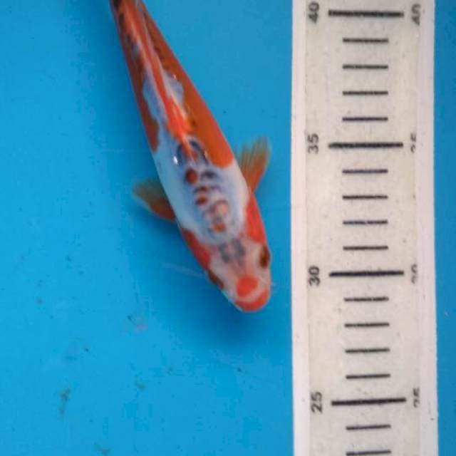 Sushui 16cm