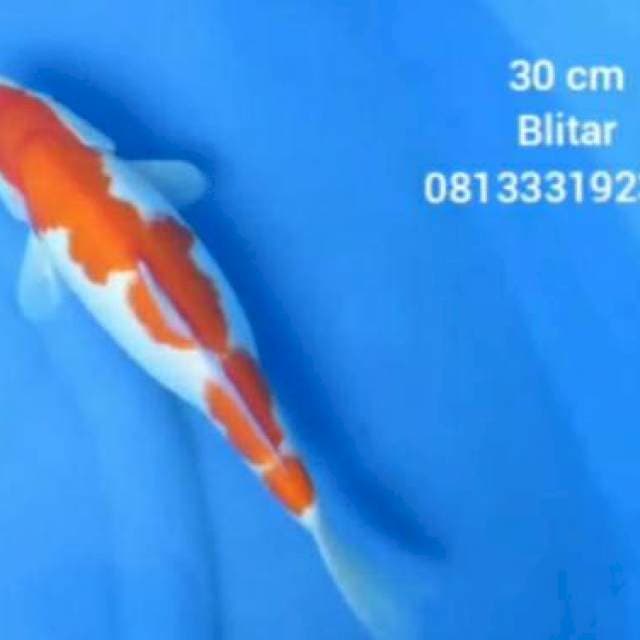 30 cm