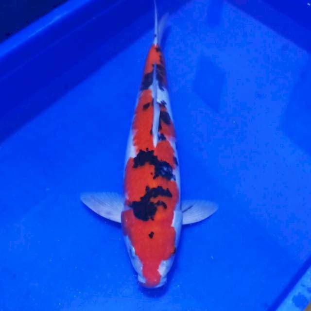 Male sanke sq merah jozz 45bu