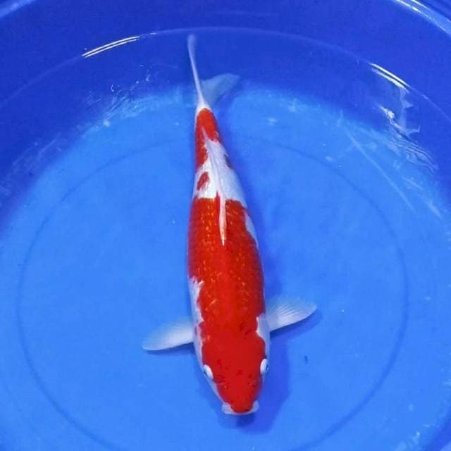 Kohaku ginrin merah 50bu
