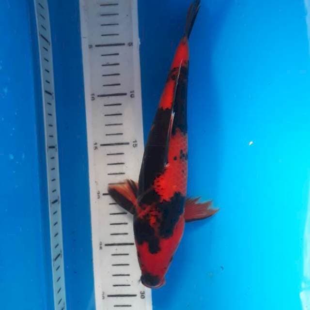 Utsuri 28cm