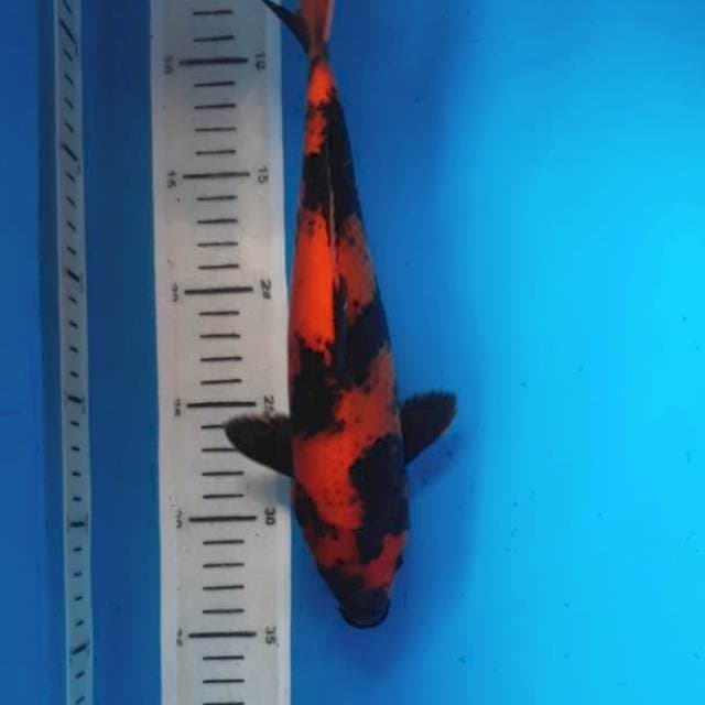 Utsuri 27cm