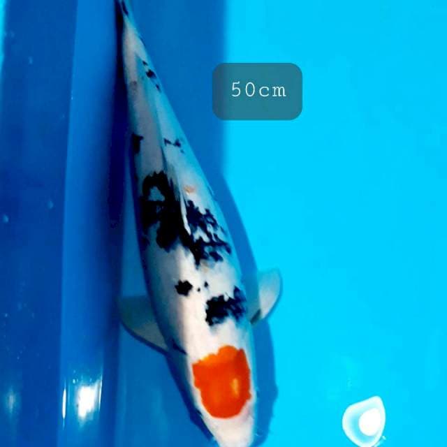 Tancho sanke ory 50cm