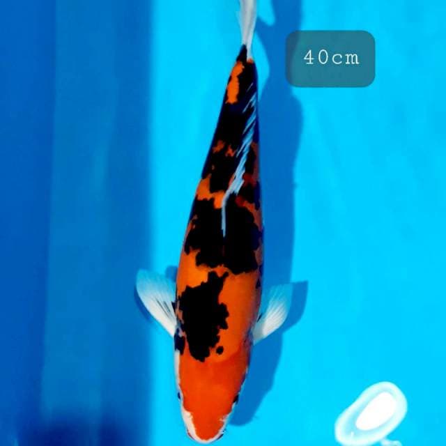 Sanke strong 40cm