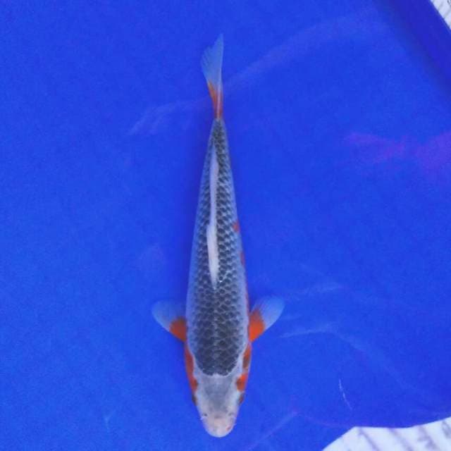 Asagi 23cm