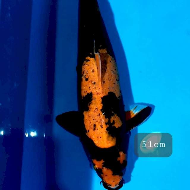 Utsury 51cm