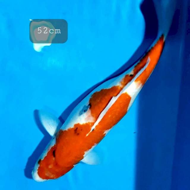 Sanke 52cm