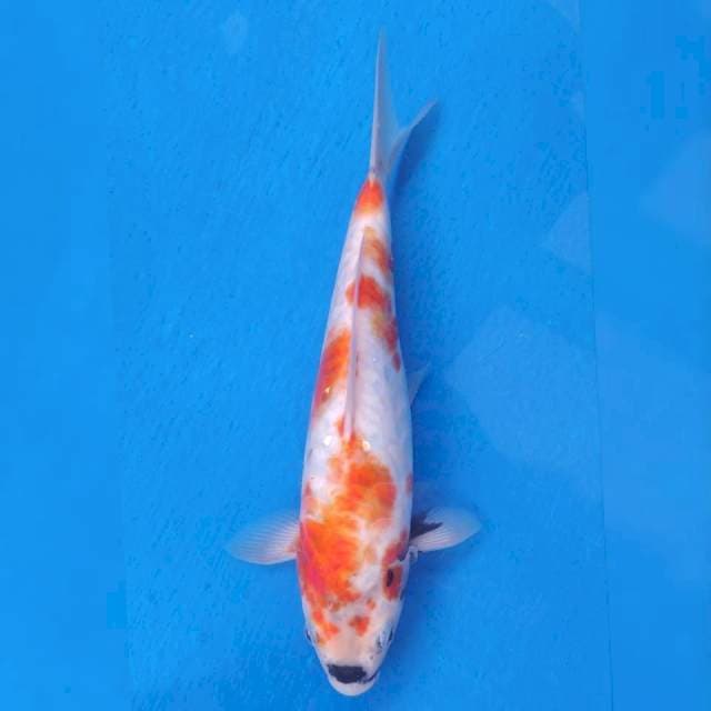 Showa Aragoke Import non serti