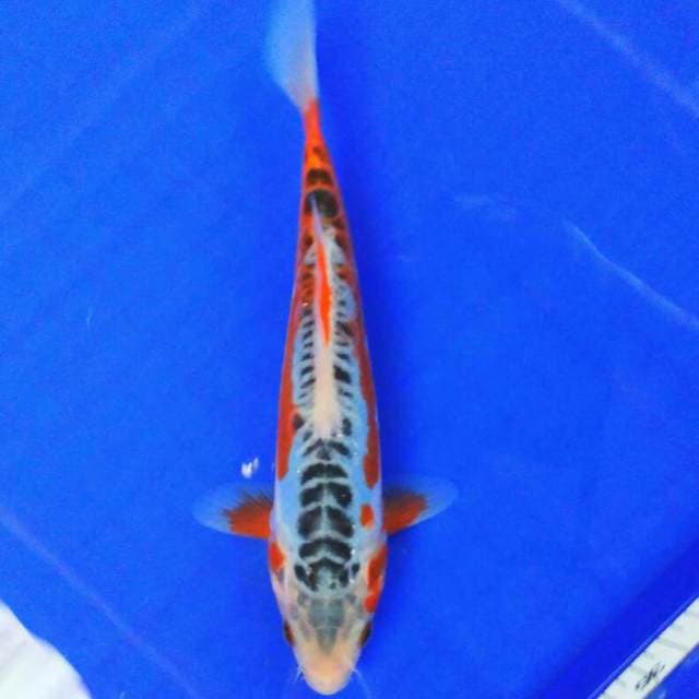 Hana syantix 23cm