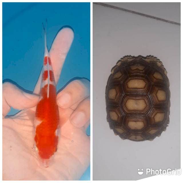Kohaku sq bonus kura2 sulcata 7cm