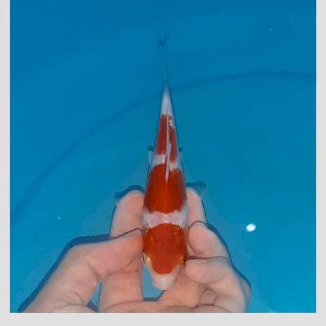 Kohaku 3step 15cm calon jumbo