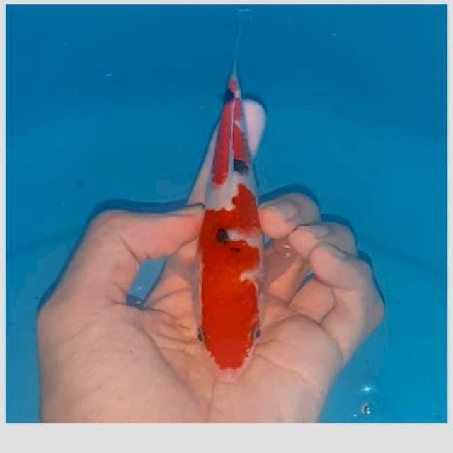 Sanke istimewa 15cm