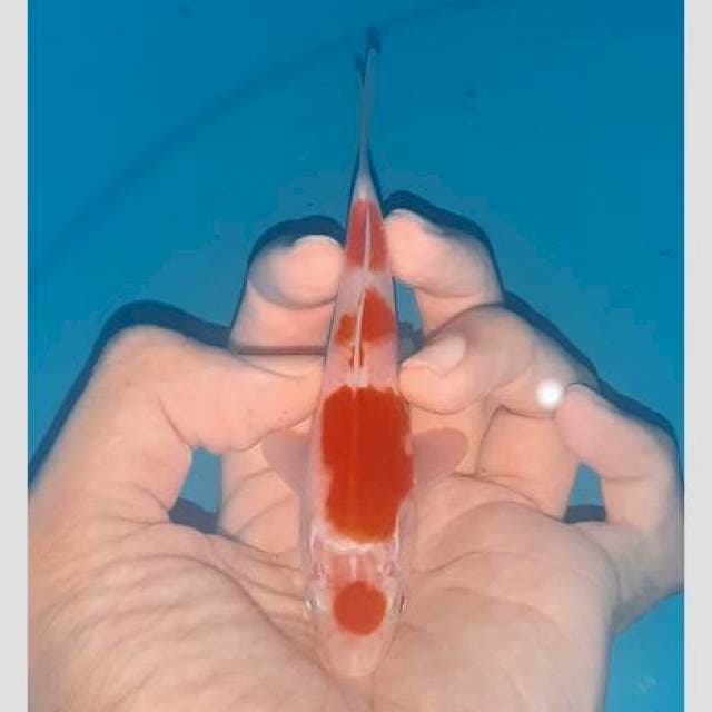 Kohaku f1 pola original dr lahir