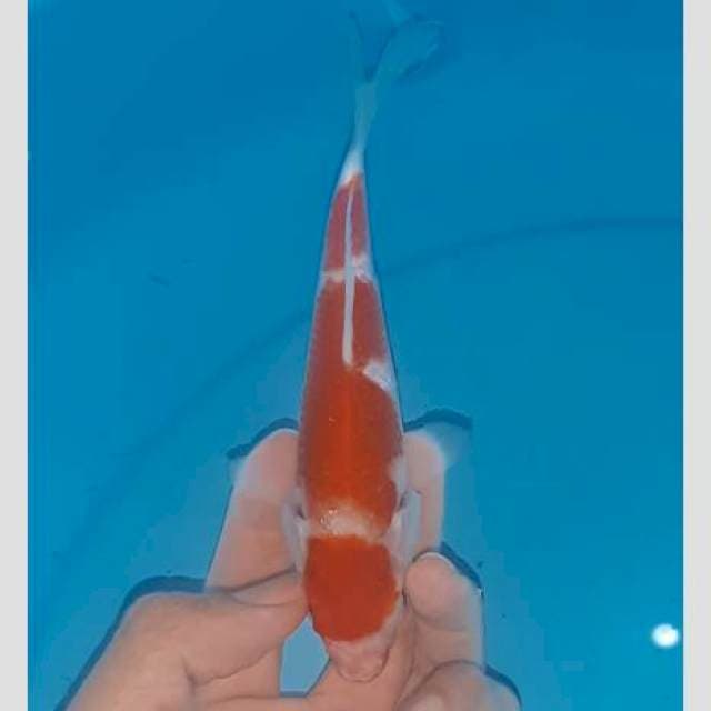 Kohaku pola enak 15cm