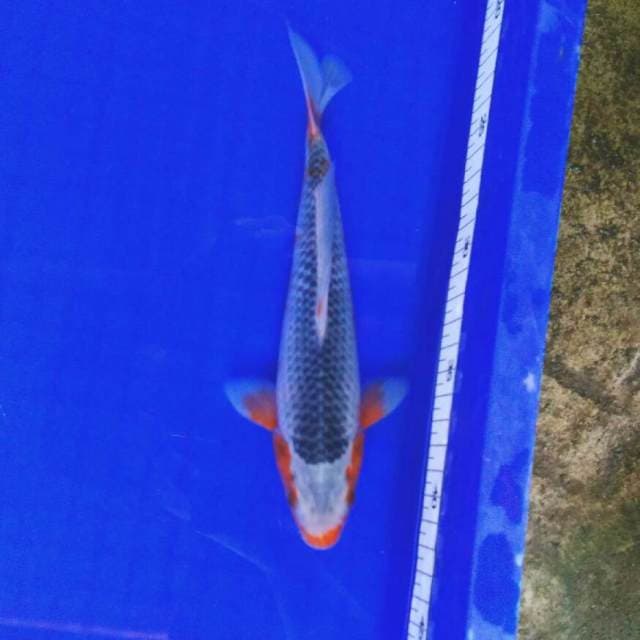 Asagi male 23cm