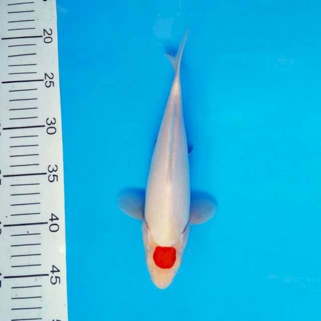 HANA 1 - TANCHO KOHAKU ®