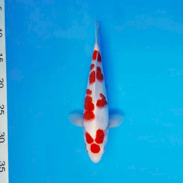 HANA 2 - MARUTEN KOHAKU ®