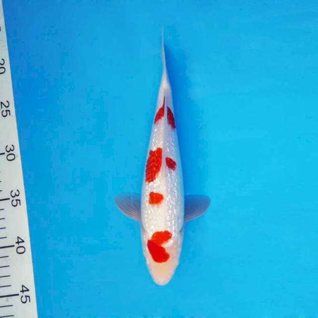 HANA 3 - KOHAKU GIN RIN ®