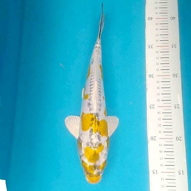 Kin kiko 29cm