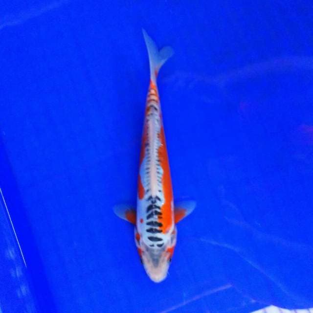 Hana susi 23cm