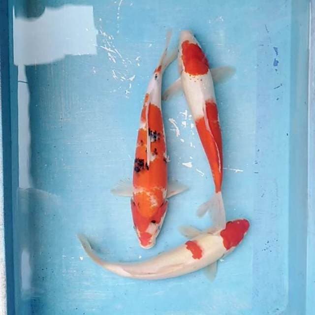 D1 paket 30-32cm