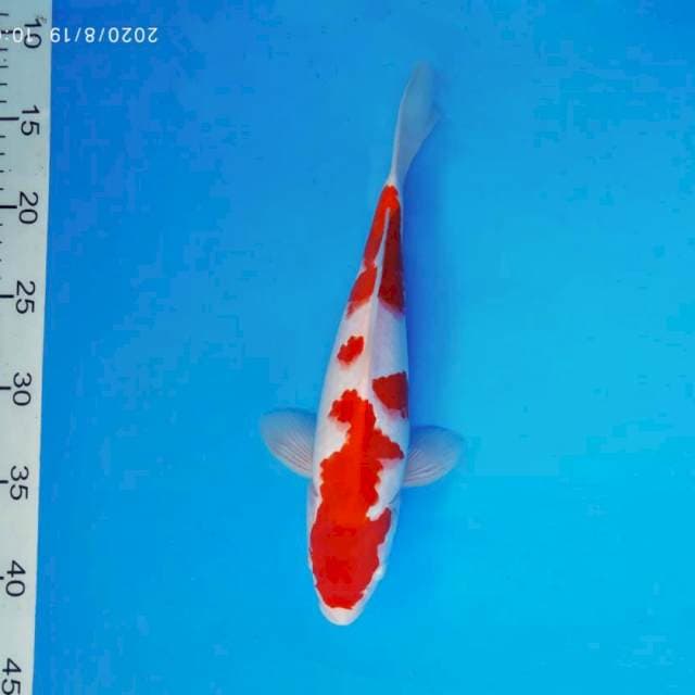 HANA 10 - KOHAKU ®