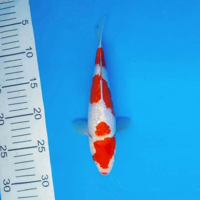 HANA 11 - KOHAKU PIPI PENYOK ®