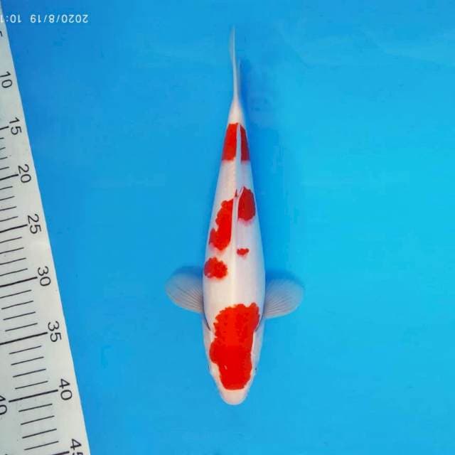 HANA 12 - KOHAKU ®