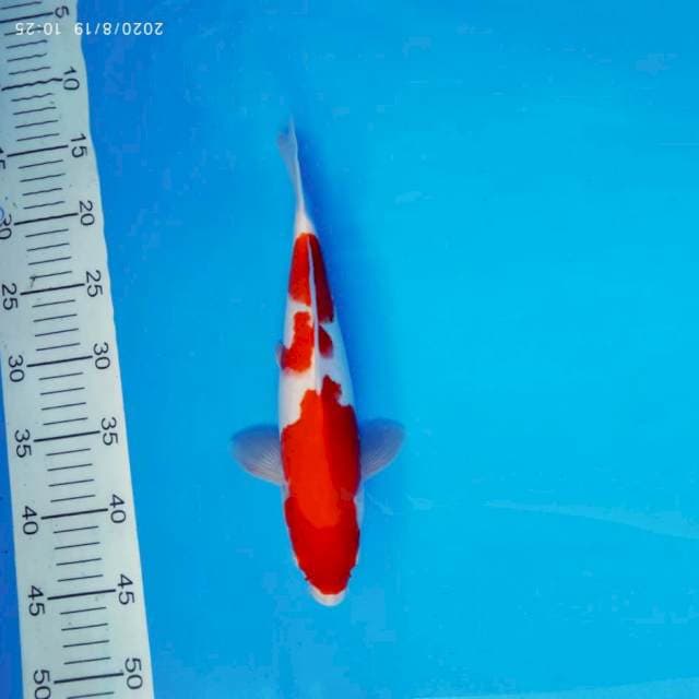 HANA 17 - KOHAKU ®