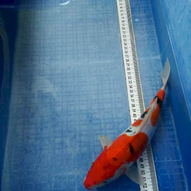 30cm,sanke doit