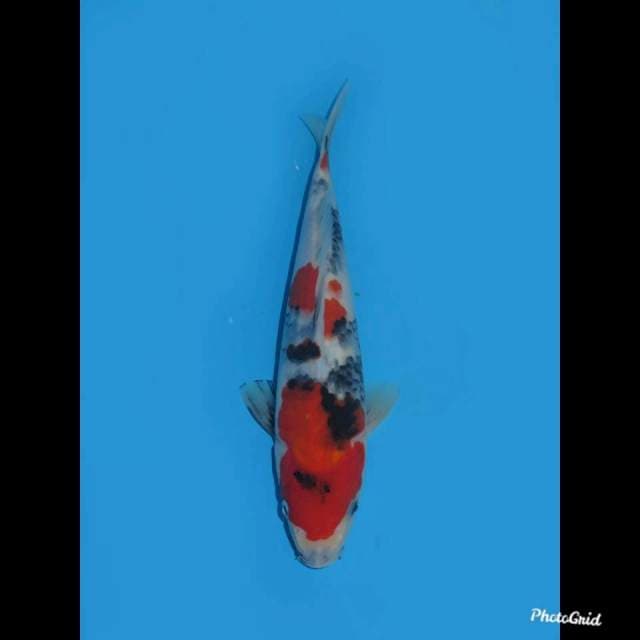 25cm - Showa Tategoi Strong