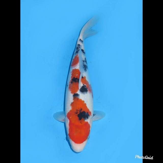 31cm - Taisho Sanke Tategoi