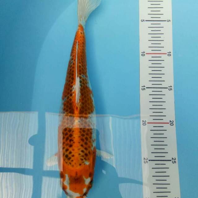 Hariwake 30 BU