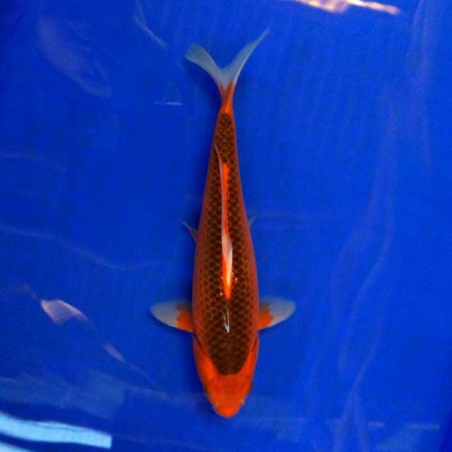 Aka matsuba 27cm