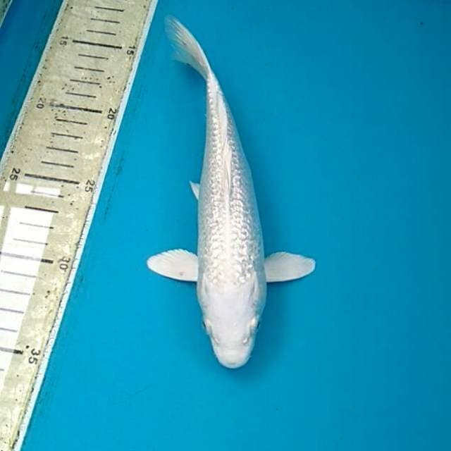 Platinum ginrin 21cm