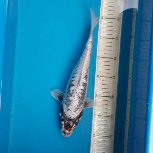 Antik 34 cm