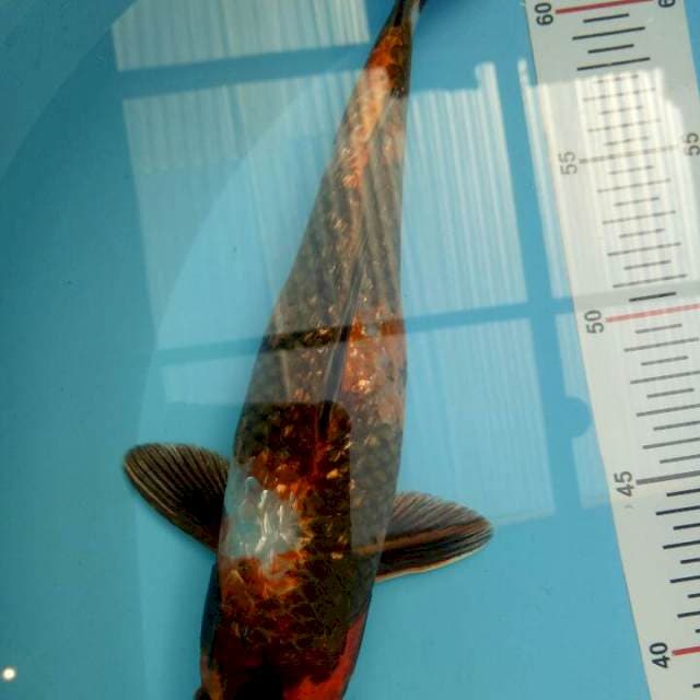 Showa Ginrin 27 cm