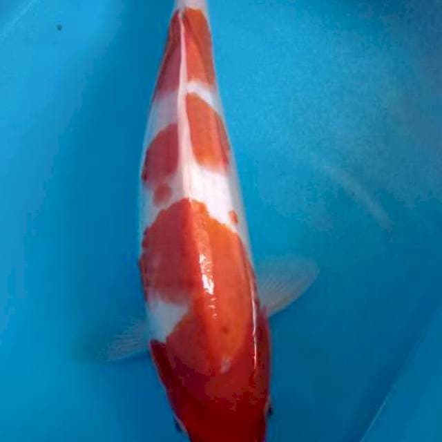 Kohaku