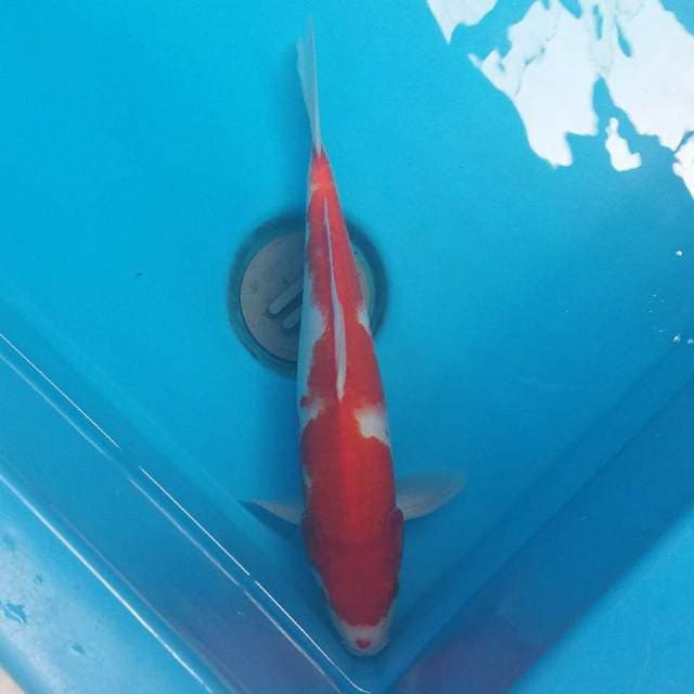 Kohaku 32cm