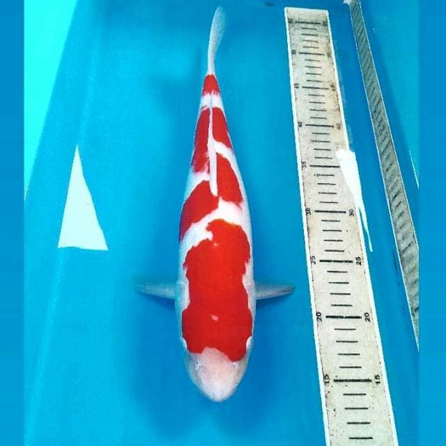 Kohaku, 37 cm