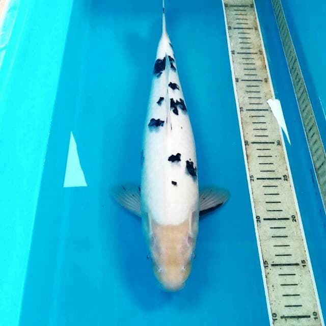 Bekko, 40 cm