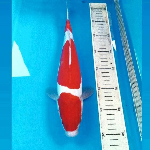 Kohaku Doitsu, 34 cm