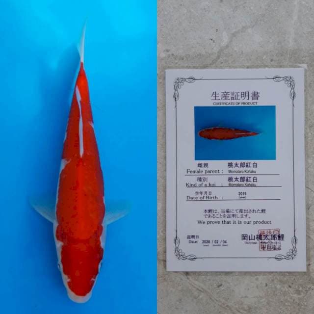 Momotaro deepred kohaku 28cm certy