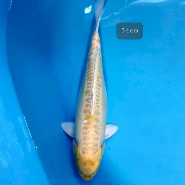 Aragoke 34cm
