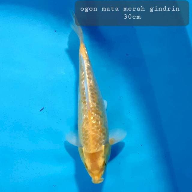Yamabuki gindrin mata merah