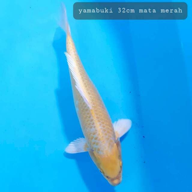 Ogon mata merah